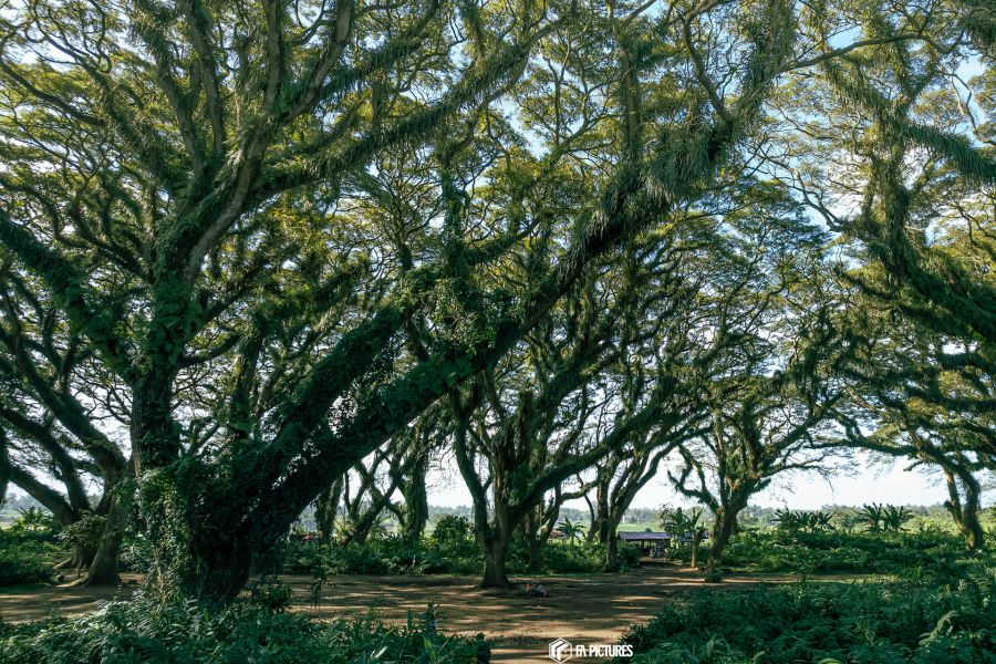 Suasana hijau teduh di De Djawatan Forest Banyuwangi